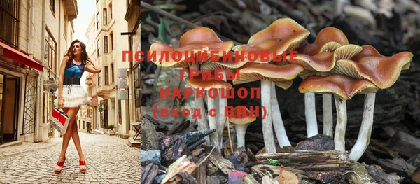 стаф Осташков